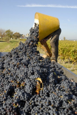 Vendanges ©Fotolia Vendanges ©Fotolia
